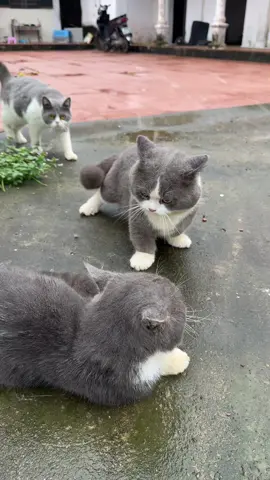 Vừa lì vừa láo 😌 #pet #cat 