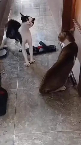 #HUMOR@✌🏾#MISVIDEOS✌🏾  #VIDEOSPAMORIRDERISA✌🏾 #VIDEOSGRACIOSOS✌🏾#PURACOMEDIA✌🏾 