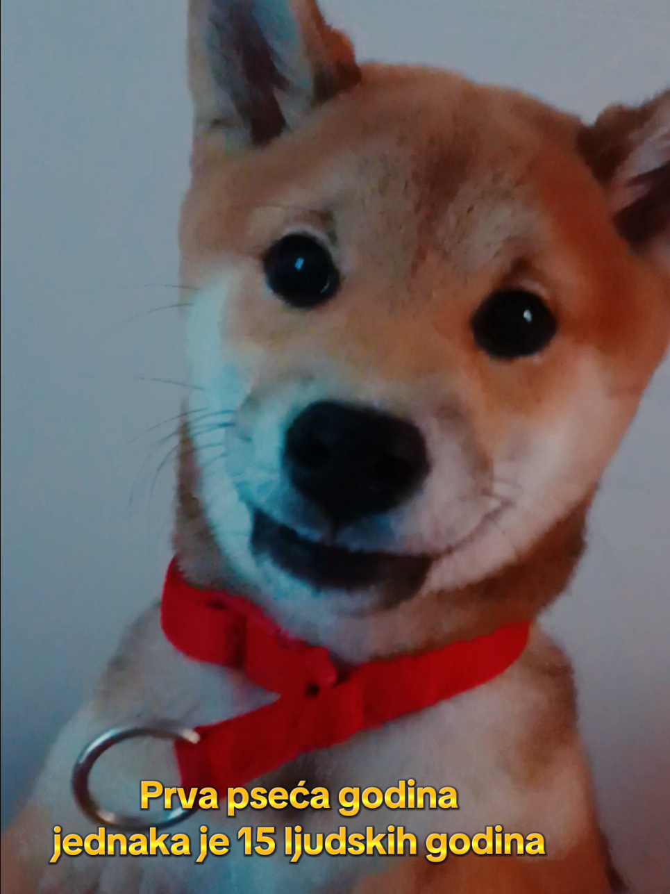 Prva pseća godina jednaka je 15 ljudskih godina #psi #shibainu 