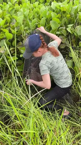 Amazing Fish Trapping Skills 