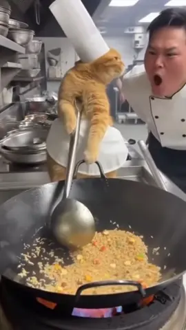 🍳 This cat just got roasted by his head chef 😂… but instead of quitting, he took matters into his own paws 🐾🔥 Then the video flips — showing how YOU can make $10K/month online starting with no upfront cost 💰💻 Save this video & comment “affiliate” to learn how to do it yourself 👇 #MakeMoneyOnline #AffiliateMarketing #PassiveIncome #SideHustle #WorkFromHome                   