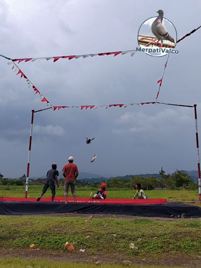 Lapkol New Aspol Bandongan Magelang #merpatikolongindonesia #merpatikolongbebas #merpatilovers #salam4tiang #merpatikolongbebasnusantara 