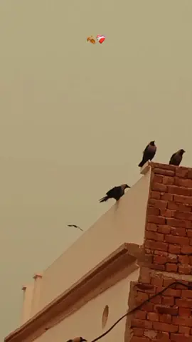 ❤️‍🩹#foryou #foryoupage #unfrezzmyaccount #dontunderreviewmyvideo🙏🏼 #viraltiktok 