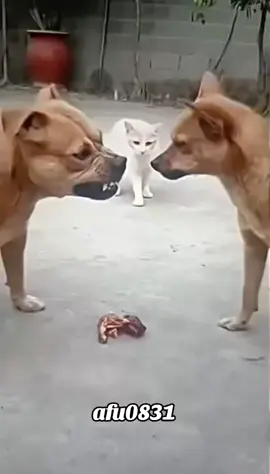 #粉丝一千万 #cat #dog #cute #funny 