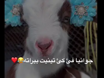 #k4roomi #fyp #foryou #viral #foryoupage 