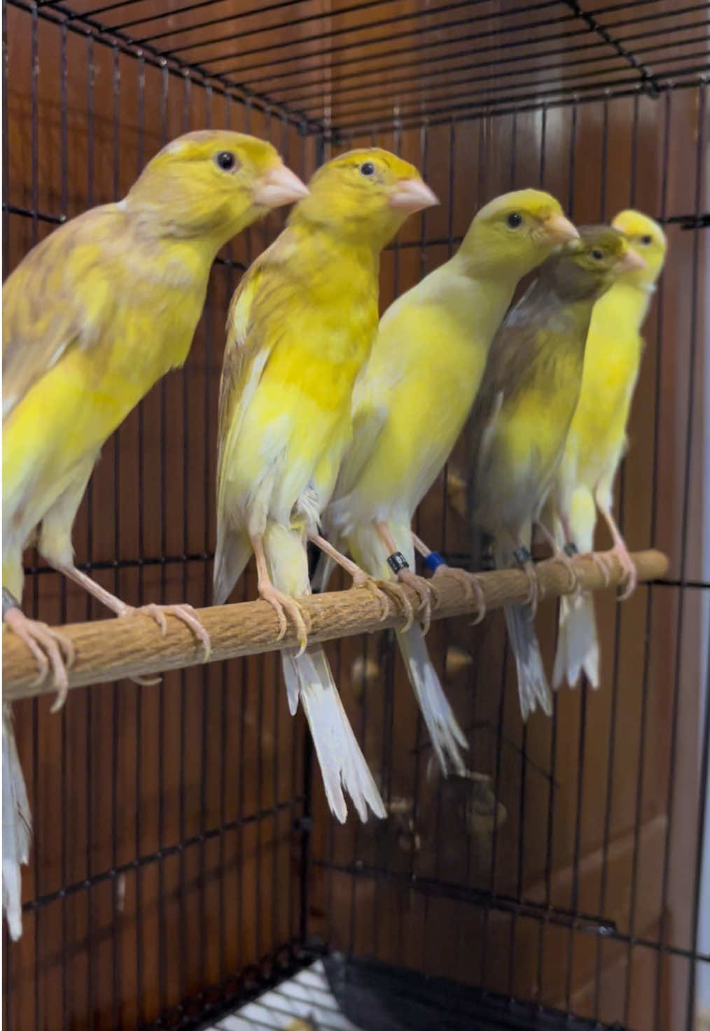 Materi Ternak Bolooo, Betina SF (Scotch Fancy) Ring Italy.. 😍😍 #kenari #kenarigacor #viral #tranding #fyp 