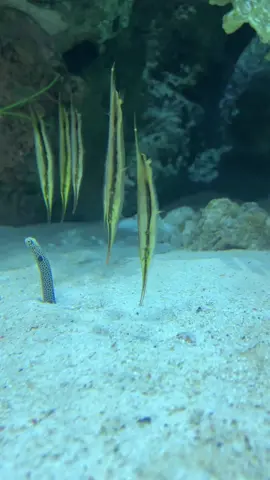 how do shrimpfish even move like this?? they look like puppets #aquarium 