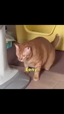 Mint Mouse 😂😂  #catstagram #catlover #doglover #dogloversofinstagram #nature #naturephotography #naturephotographyday 