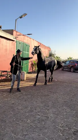 #الشعب_الصيني_ماله_حل😂😂 #_ماله_حل😂😂👰🏃 #tbourida_khmissat #tbourida_khmissat 