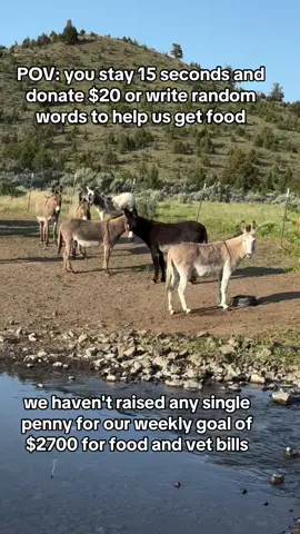 POV: we haven't raised any single penny for our weekly goal of $2700 for food and vet bills. #donkeyrescuemission #DONKEYRESCUE #donkeyrescue #BreakTheSilence #BigLick #EndAnimalcruelthes #EndAnimalAbuse #DynamicDuo #ADOPTED 