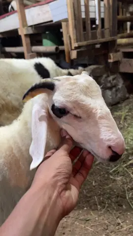 🤩 #dombasenilokal #dombasenilokalyokyakarta #dombasenilokaltemanggung #wahyufarmjogja 