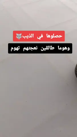 حصلوها في الذيب #smail✓ #الشعب_الصيني_ماله_حل😂😂 #fyp 