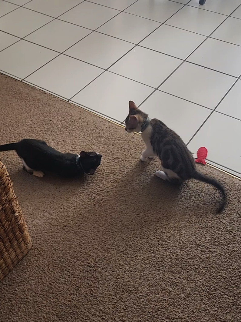 Immediately followed by nap time. #catsoftiktok #abandonedkittens #livingmybestlife #nohashtag 