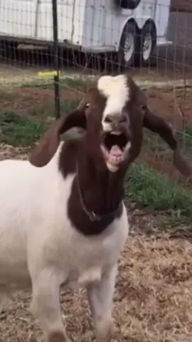 Markan arko qofan aqon oo icaynayo saa u arko 🙄😂😂#istarliinqalbi7 