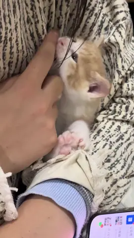 So cute #cutecat #pet #kucing #kitty #funny 