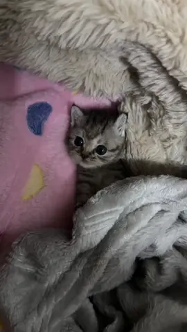 So cute #cutecat #pet #kucing #kitty #funny 