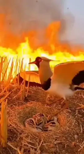 yalla na niou yalla fayél sou nouy yaye 