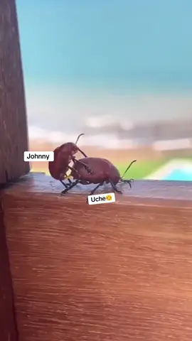 Guys this explains myself 😂🥹❤️@𝑱𝑶𝑯𝑵𝑵𝒀💕🌊 @Her🦋 Excellency🫂❤️ @𝑨𝑫𝑼𝑻𝑾𝑼𝑴𝑾𝑨𝑨𝑯🌚💞🇬🇭 #CapCut #johnny #fyp 