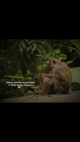 ❤️‍🩹🫶🏿 #videoviral #Z4ck..15