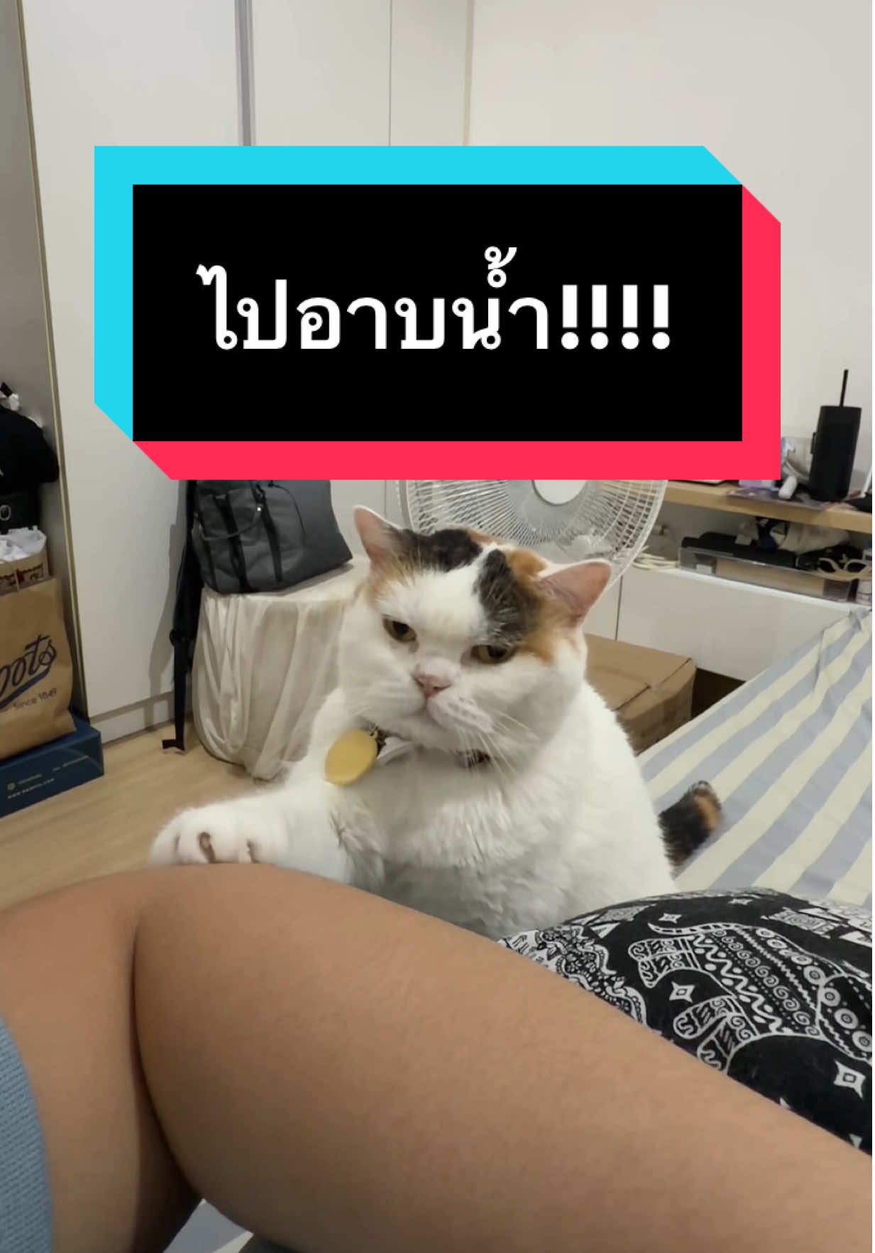 ดีนะที่แมวพูดไม่ได้ ไม่งั้นคงโดนบ่นหูชา #มูมินแมวเหนียง #แมวน่ารัก #สวนสัตว์tiktok #catsoftiktok 