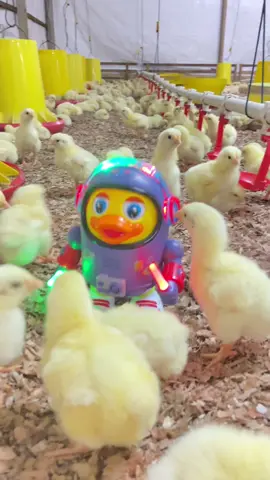 🐥 : bangun bang bek hibur kami 🐤 : cape dek #masukfyp #mimicucu #xybca 