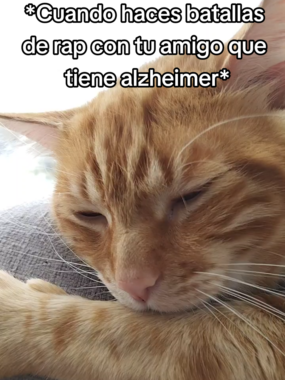Sabías que tengo Alzheimer 🗣️ #paratii #fyp #humor #trend #gatos 