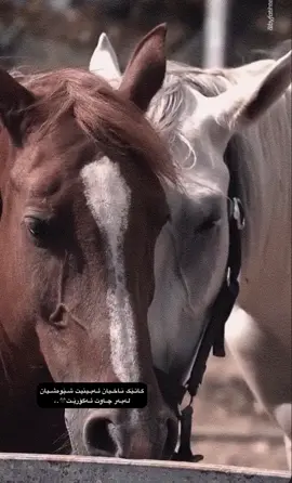 🖤✨#acc #lik #followers➕me #account 