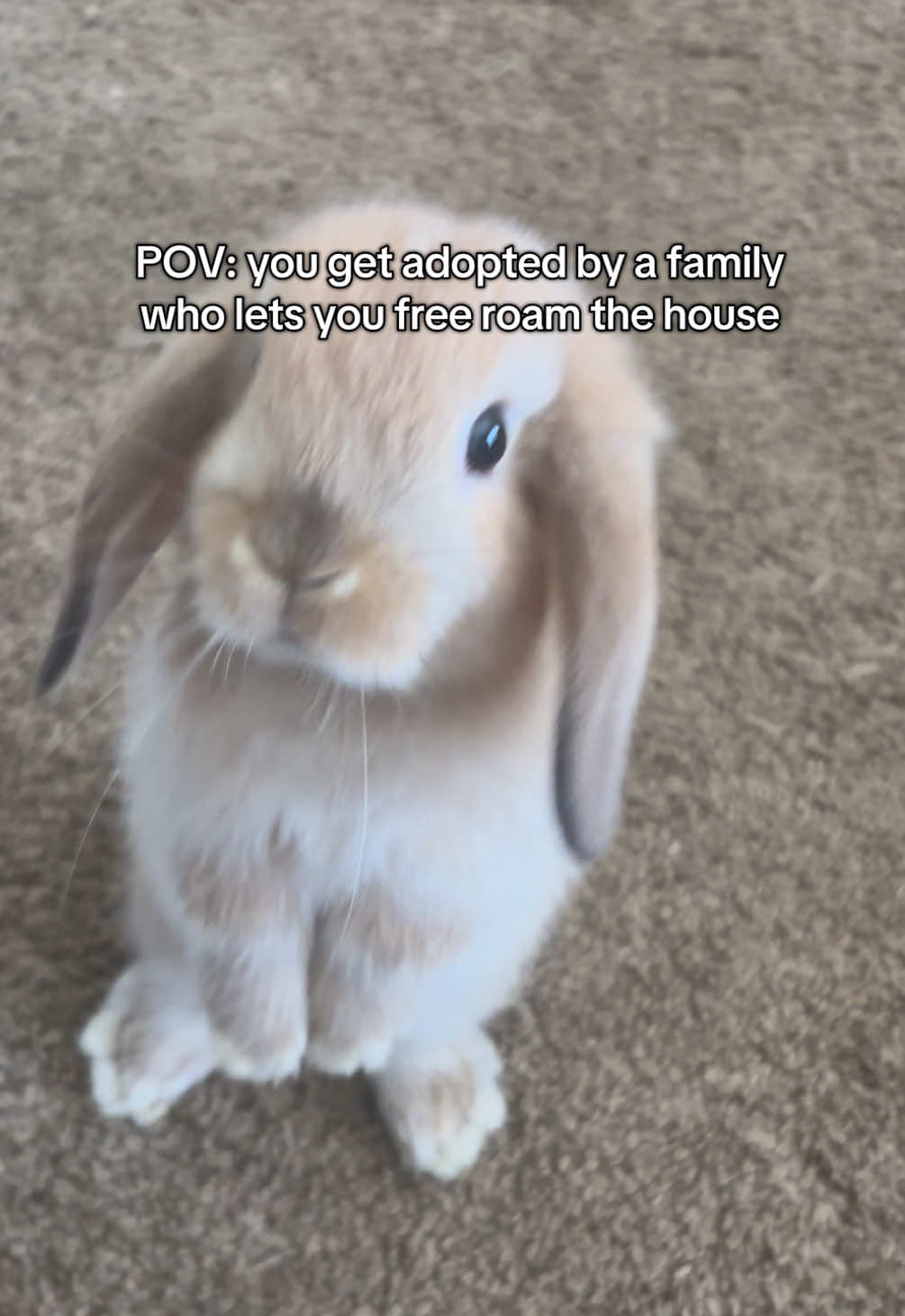 He loved it here ❤️ #freeroambunny #bunny #rabbit #hollandlop #PetsOfTikTok 