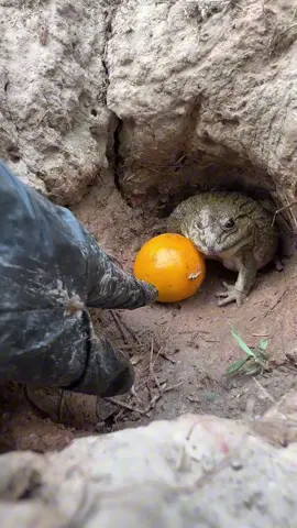 Share to your friends 😂 #frog #prank #funny #fun #lol 