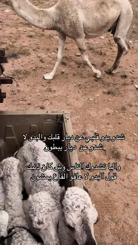 #explore #viral #الشعب_الصيني_ماله_حل😂😂 #عطايا_الله🐪 #lacasadelosfamosos 