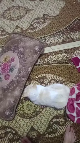 #iraq #العراق #cats #حديقة_المرح 