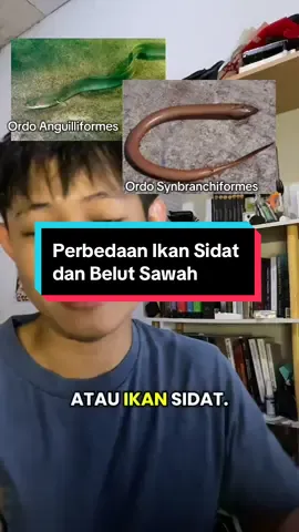 Replying to @kekok Emang bener belut baru gak diketahui asal - usul berkembang biaknya? yup bener tapi yang dimaksud di vt yg gw stitch adalah European Eel yang masuk ke ordo Anguilliformes, beda sama belut sawah di Indonesia. #sains #pengetahuan #biology #eel #serunyabelajar 