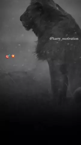 Best Motivation Speech HarryMotivation 💯🎯 #foryou #fypシ #usa #motivation #motivational #tiktokusa #unitedstates #speech #harrymotivation 