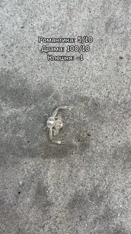 Пока ты думаешь, что крабы скучные... крабы устраивают драму сезона💔 #fyp #foryou #краб 