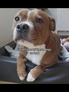 #dog #xbcyza #abcxyz #fyp #foryoupage 