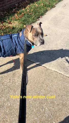 Yolo's new winter coat from Amazon 🐶😍👌🏻 #pitbullsoftiktok #dogjacket #dogcoat #doglover 