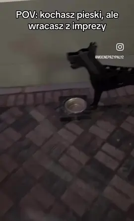 #piesek #psy #zwierzeta #smiesznefilmiki #smieszne 