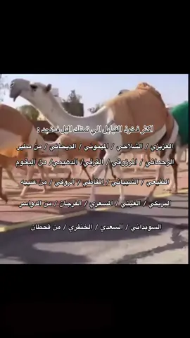 ولا قصور فـ الجميع 🐪.#البل_عطايا_الله_عشاق_البداوه_🐪😍 #اكسبلور #المغاتير #نجد #fyp 