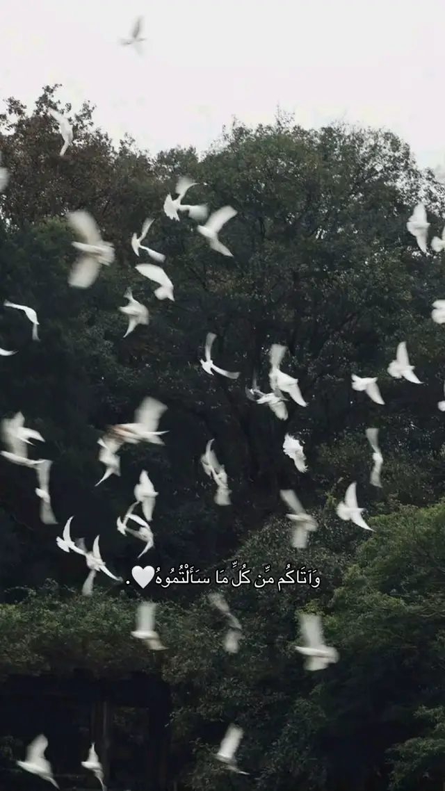 #قران_كريم #اكتب_شي_توجر_عليه #قرآن_كريم_راحة_نفسية🌷🌻 #quran #fyp 