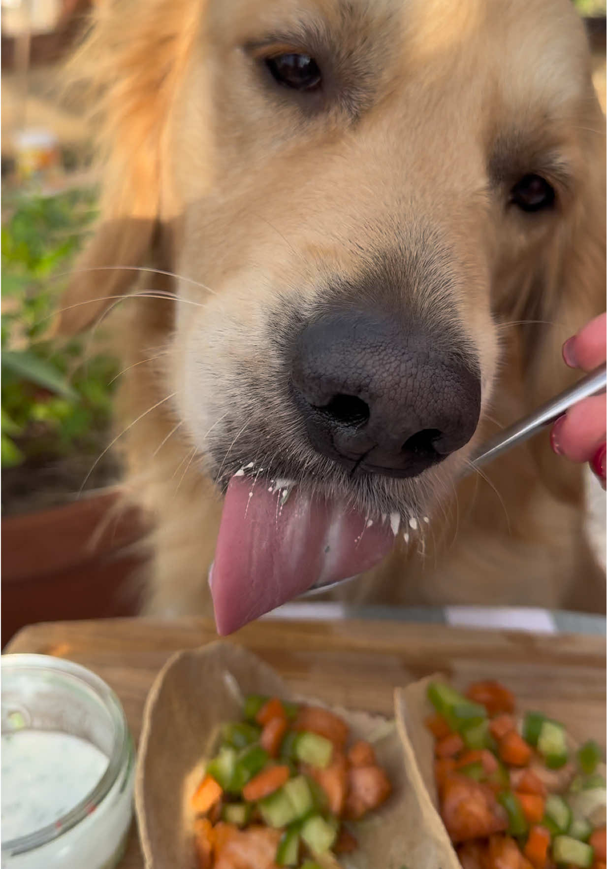 Milo’s Menu 📋 Salmon Tacos 🐟🌮 Ingredients (Taco Shells): • 2 tbsp oat flour – gentle on digestion & rich in fibre 🌾 • 2 tbsp Greek yogurt – supports gut health & strong bones 🦴 • 1–2 tsp water – helps bind ingredients naturally 💧 Ingredients (Filling): • 1 salmon fillet (cubed) – high in omega-3 for a shiny coat  • 1tsp cucumber (finely chopped) – hydrating & low calorie 🥒 • 1tsp green bell pepper (finely chopped) – rich in vitamin C  • 1tsp lettuce (shredded) – light, crunchy & full of fibre 🥬 Method: 1️⃣ Mix oat flour, Greek yogurt & water until a dough forms. 2️⃣ Roll thinly into small circles on baking paper. 3️⃣ Bake 10–12 mins @170°C fan (until crisp & golden). 4️⃣ Cool slightly and shape into taco shells while warm. 5️⃣ Fill with flaked salmon, cucumber, pepper & lettuce. Optional: Add a small dollop of Greek yogurt with chopped parsley for a creamy, probiotic boost 💛 • Serve as a nutritious, crunchy treat 🌮🐾 • #cookingwithdogs #dogrecipes #homemadedogtreats #dogfriendlyfood #dogofticktok 