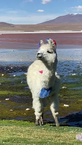 Bolivia es muy bacán!!! #bolivia #travel #llamas #traveltiktok #fyp 