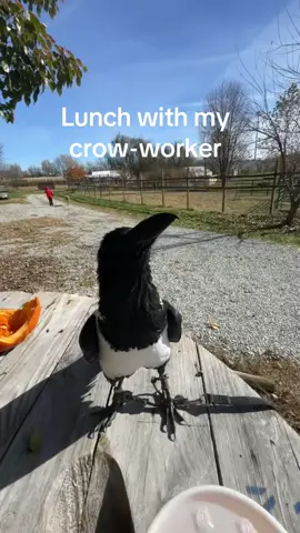 Edgar says hi guys #animals #crow #piedcrow #cute #fyp 