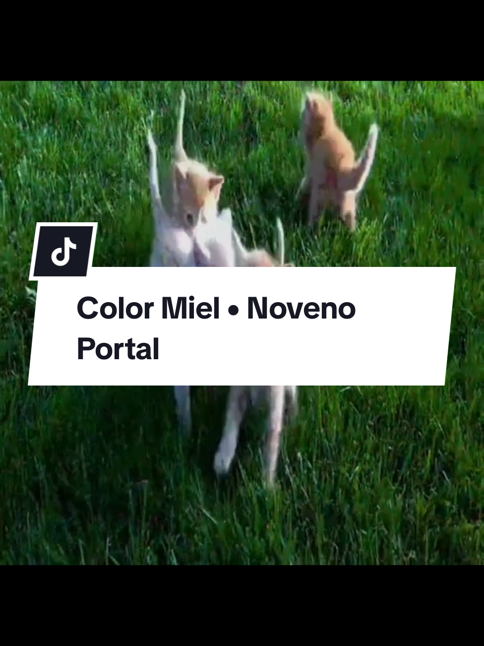 Color Miel • Noveno Portal