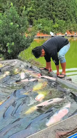 investimento milhonario em peixes