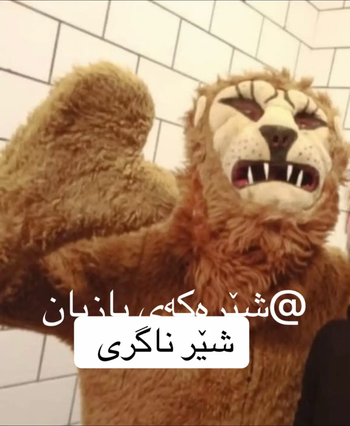 ئاییی چۆن پیر بووین 💔 #CapCut #acc #foryoupage #شێرەکەیبازیان #شێر 