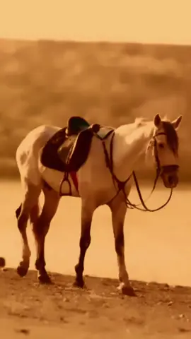 جيت يامهر النوايب😔. #تراث  #التراث_الحسيني  #حمزه_الصغير  #fyp 