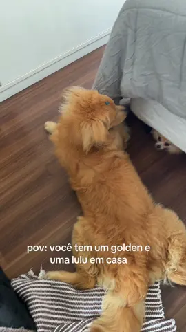 Lkkkkkkkk não aguento 