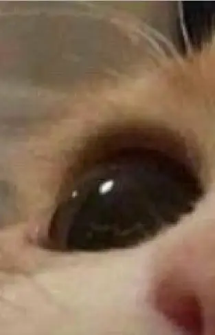 1 cat #Viral #luna074730 