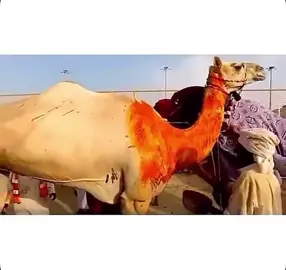 خود هجن الشحانيه⚔️🔥#هجن_الشحانيه #هجن_انتاج_ام_الزبار #هجن_الرياسة #هجن_العاصفة #حلاوة_اللقاء 