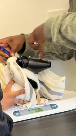 she did NOT want her shot #cats #catsoftiktok #cat #spicycat